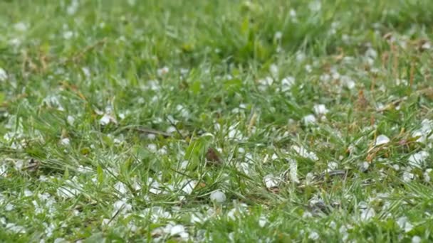 Sláva padá na zelenou trávu. Změna klimatu. Malé kousky ledu na zemi. Extrémní jev silný déšť a krupobití bouře spadají do zelené trávy v zahradním pozadí. — Stock video