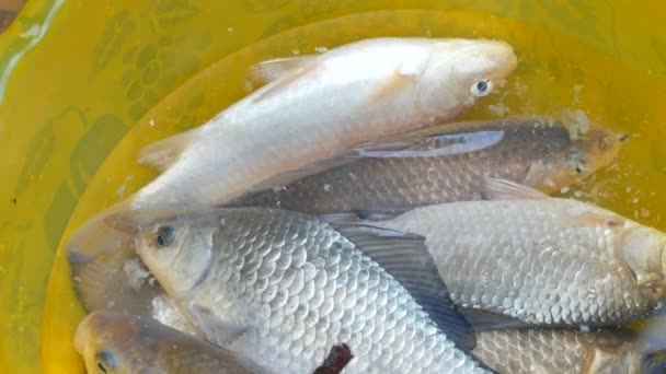 Zoet gevangen levende zoetwatervis in een plastic gele schaal — Stockvideo