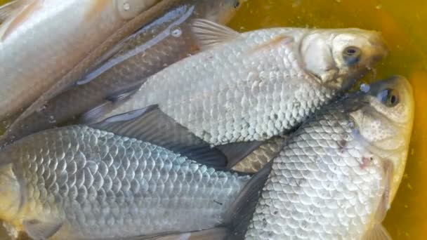 Peixes de água doce vivos recentemente capturados em uma tigela amarela de plástico — Vídeo de Stock