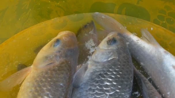 Freshly caught live freshwater river fish in a plastic yellow bowl — Stock Footage Freshly caught live freshwater river fish in a plastic yellow bowl Stock Video