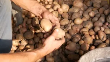 Çiftçilerin güçlü elleri hangardaki büyük patatesleri ayırıp eski demir bir kovaya koyuyor. Sonbaharda patates hasat et.