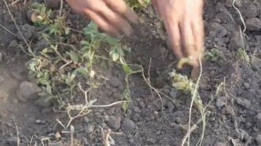 Güçlü çiftçi elleri elleriyle yerden patates hasadı topluyor.