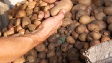 Çiftçilerin güçlü elleri hangardaki büyük patatesleri ayırıp eski demir bir kovaya koyuyor. Sonbaharda patates hasat et.