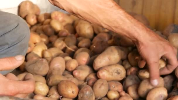 Boeren sterke handen regelen een goede selectie van grote aardappelen in de hangar. Oogst aardappelen in de herfst — Stockvideo