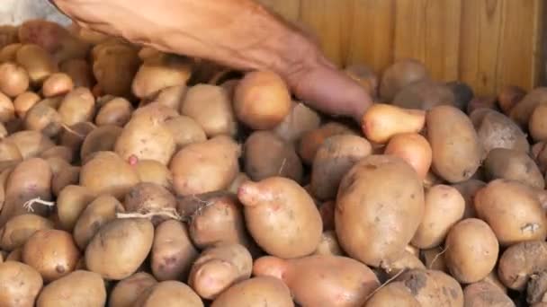 Çiftçilerin güçlü elleri hangardaki büyük patatesleri ayırır. Sonbaharda patates hasat et. — Stok video