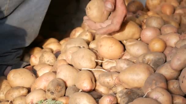 Petani tangan yang kuat memilah-milah kentang besar pilihan yang baik di hanggar. Panen kentang di musim gugur — Stok Video