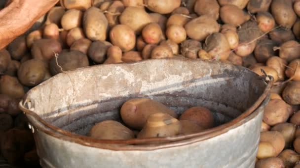農家の強い手は格納庫で良い選択の大きなジャガイモを並べ替え、古い鉄のバケツに入れます。秋にジャガイモを収穫する — ストック動画
