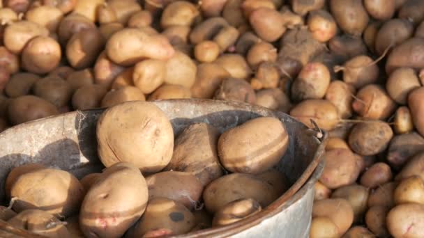 Крепкие руки фермеров разбирают хороший картофель в ангаре и кладут его в старое железное ведро. Сбор картофеля осенью — стоковое видео