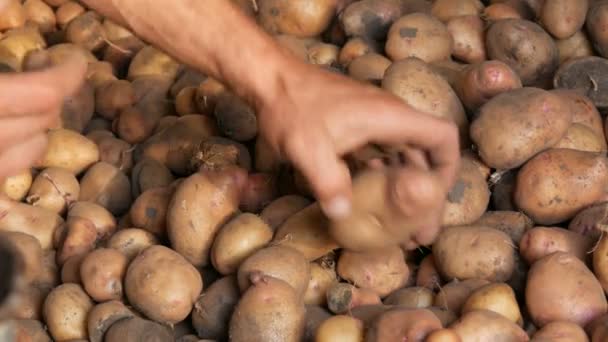 Çiftçilerin güçlü elleri hangardaki büyük patatesleri ayırır. Sonbaharda patates hasat et. — Stok video