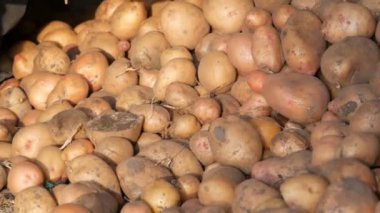 Çiftçilerin güçlü elleri hangardaki büyük patatesleri ayırır. Sonbaharda patates hasat et.