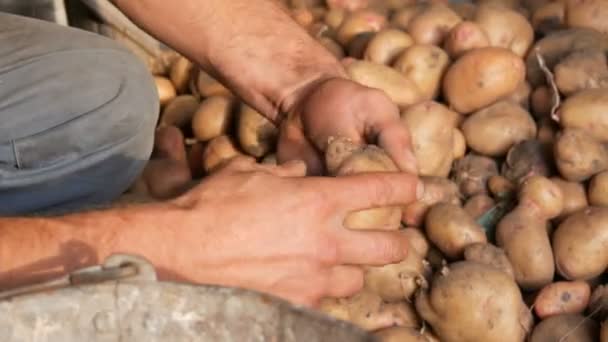 Starke Hände sortieren in einem Hangar eine gut ausgewählte große Kartoffel und stecken sie in einen alten eisernen Eimer. Kartoffelernte im Herbst — Stockvideo