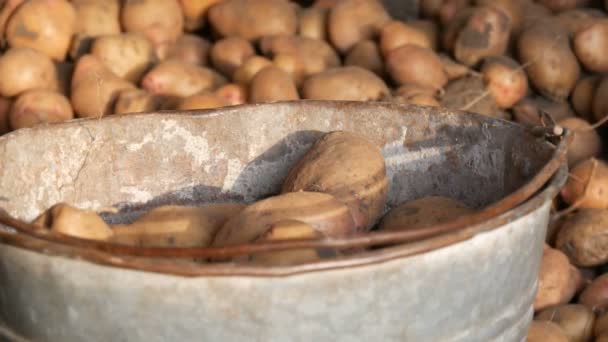 Çiftçilerin güçlü elleri hangardaki büyük patatesleri ayırıp eski demir bir kovaya koyuyor. Sonbaharda patates hasat et. — Stok video