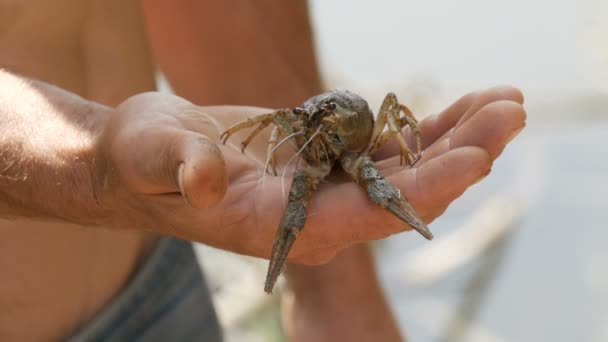 Cáncer de cangrejo de agua dulce vivo Astaco en manos de un pescador masculino en la naturaleza en un día soleado de verano — Vídeo de stock