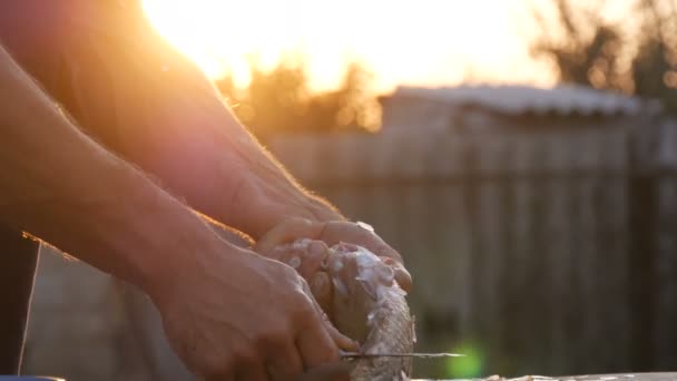 Macho manos fuertes de un pescador limpia peces vivos recién capturados de escamas en una hermosa puesta de sol escénica en la naturaleza — Vídeos de Stock