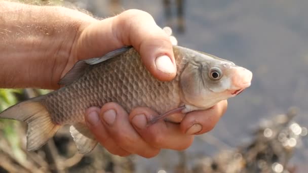 Männliche starke Hände eines Fischers halten vor dem Hintergrund eines Teiches einen frisch gefangenen lebenden, atmenden Fisch in der Natur in den Händen. Dicke Fische, die Luft schnappen. Süßwasserfische — Stockvideo