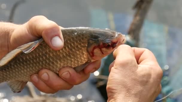 A halász erős férfi keze a kezében egy frissen fogott, élő halat tart a természetben egy tó hátterében, és kihúz a szájából egy horgászhorgot. — Stock videók