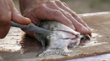 Balıkçının güçlü elleri taze canlı yakalanan balıkları temizler. Masada küçük bir bıçakla büyük tatlı su haçbalığı keser. Doğanın güzel manzaralı günbatımında.