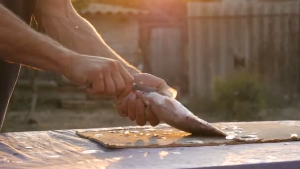 A halász férfi erős keze megtisztítja a frissen fogott élő halat a pikkelyekről egy gyönyörű, festői naplementében a természetben. — Stock videók