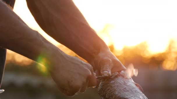 Man sterke handen van een visser reinigt vers gevangen levende vis van schubben in een prachtige schilderachtige zonsondergang op de natuur — Stockvideo