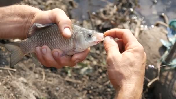 A halász erős férfi keze a kezében egy frissen fogott, élő halat tart a természetben egy tó hátterében, és kihúz a szájából egy horgászhorgot. — Stock videók