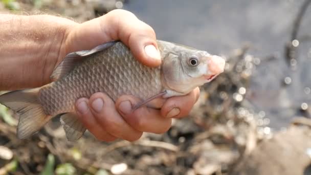 Manos fuertes masculinas de un pescador sostiene en sus manos un pez recién capturado respirando vivo en la naturaleza contra el fondo de un estanque. Un pez grande que jadea aire. Peces de agua dulce — Vídeo de stock