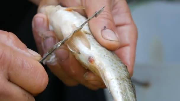 Чоловічі сильні руки рибалки очищають свіжозловлену живу рибу від луски крупним планом — стокове відео