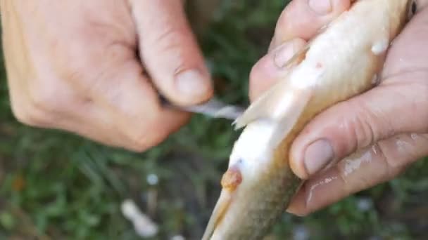 Сильные руки рыбака очищают свежепойманную живую рыбу от чешуи вблизи. — стоковое видео