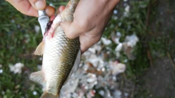 Maschio mani forti di un pescatore pulisce pesce vivo appena catturato apre lo stomaco e tira fuori le budella e caviale vista da vicino — Video Stock