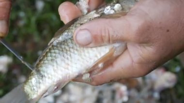 Balıkçının güçlü erkek elleri yakın mesafeden taze canlı balık yakalar.