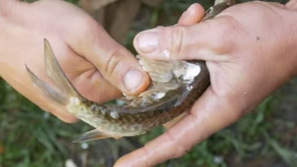 Mężczyzna silne ręce w rybak czyści świeżo złowione żywe ryby z wagi zbliżenie widok — Wideo stockowe