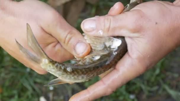 Αρσενικό ισχυρά χέρια ενός ψαρά καθαρίζει πρόσφατα αλιεύονται ζωντανά ψάρια από κλίμακες από κοντά άποψη — Αρχείο Βίντεο