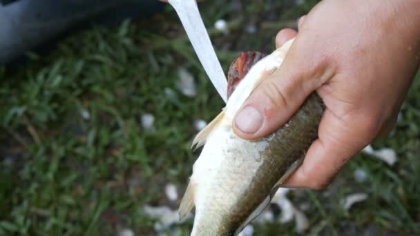 Αρσενικά δυνατά χέρια ψαρά καθαρίζει φρέσκο αλιεύονται ζωντανά ψάρια ανοίγει το στομάχι και παίρνει τα έντερα και το χαβιάρι από κοντά άποψη — Αρχείο Βίντεο