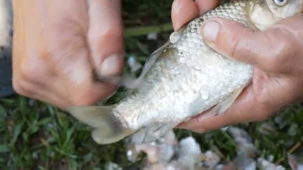 Mãos fortes masculinas de um pescador limpa peixes vivos recém-capturados de escamas vista de perto — Vídeo de Stock