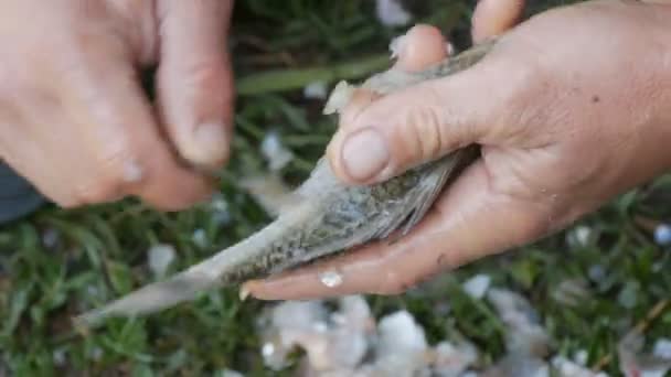 Mãos fortes masculinas de um pescador limpa peixes vivos recém-capturados de escamas vista de perto — Vídeo de Stock