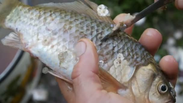 Αρσενικό ισχυρά χέρια ενός ψαρά καθαρίζει πρόσφατα αλιεύονται ζωντανά ψάρια από κλίμακες από κοντά άποψη — Αρχείο Βίντεο
