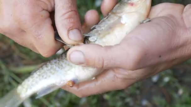 Сильные руки рыбака очищают свежепойманную живую рыбу от чешуи вблизи. — стоковое видео