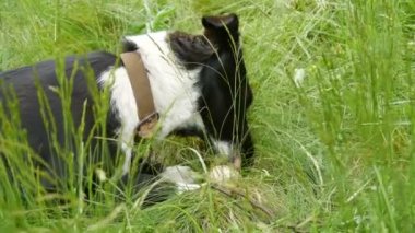 Zincirin üzerindeki siyah bahçe köpeği çimlerin üzerinde çiğ tavuk yumurtası yiyor.