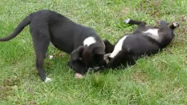 Komik siyah köpekler birbirleriyle oynuyorlar, koşuyorlar, bahçedeki yeşil çimlerde gülüyorlar.