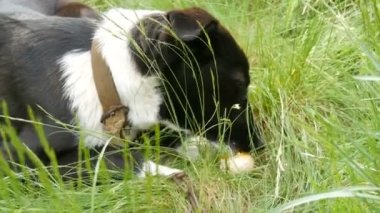 Zincirin üzerindeki siyah bahçe köpeği çimlerin üzerinde çiğ tavuk yumurtası yiyor.
