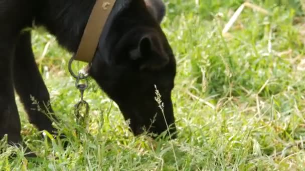 Perro patio negro en una cadena divertida come un huevo de pollo crudo real en la hierba — Vídeo de stock