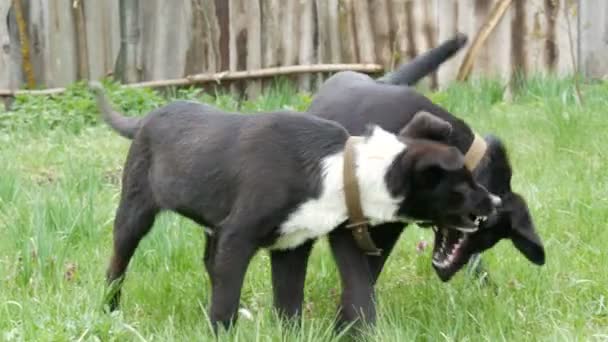 Divertidos perros negros jóvenes juegan entre sí, corren, se divierten en la hierba verde en el patio — Vídeos de Stock