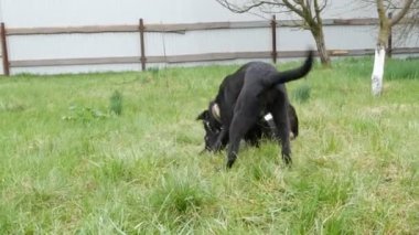 Komik siyah köpekler birbirleriyle oynuyorlar, koşuyorlar, bahçedeki yeşil çimlerde gülüyorlar.