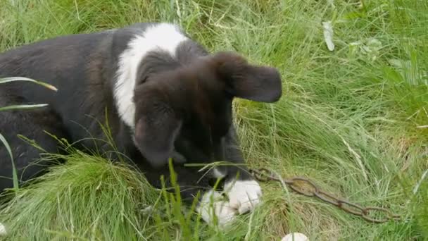 Svart gård hund på en kedja roligt äter en riktig rå kyckling ägg på gräset — Stockvideo