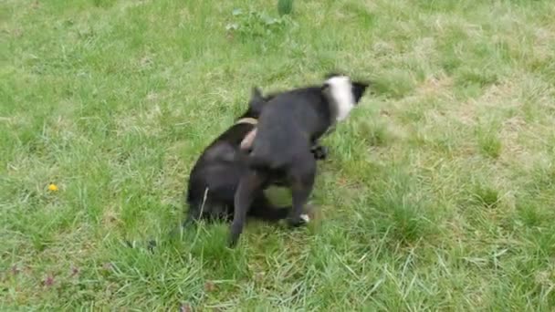 Grappige jonge zwarte honden spelen met elkaar, rennen, stoeien op het groene gras in de tuin — Stockvideo