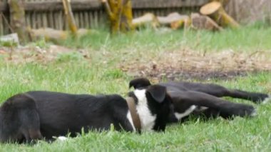 Komik siyah köpekler birbirleriyle oynuyorlar, koşuyorlar, bahçedeki yeşil çimlerde gülüyorlar.