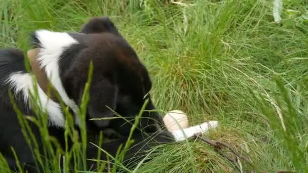 Černý yard pes na řetězu legrační jí skutečné syrové kuřecí vejce na trávě — Stock video