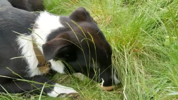 Μαύρο σκυλί αυλή σε μια αλυσίδα αστείο τρώει ένα πραγματικό ωμό αυγό κοτόπουλου στο γρασίδι — Αρχείο Βίντεο