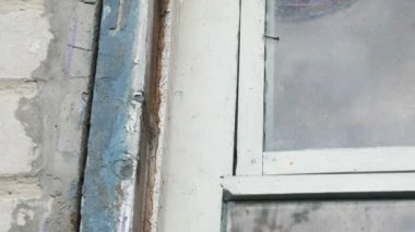 Erkek eli çerçeveden cam bir pencere çıkarır. Çürümüş eski bir ahşap pencerenin çerçevelerini sökün. Eskisini yenisiyle değiştirmek..