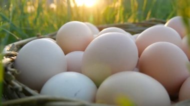 Ağaç dallarından yapılmış hasır bir yuvadaki tavuk yumurtaları, ilkbaharda güneşin altında yeşil çimlerde. Çiftçilik, Paskalya ve çevre ürünleri kavramı.