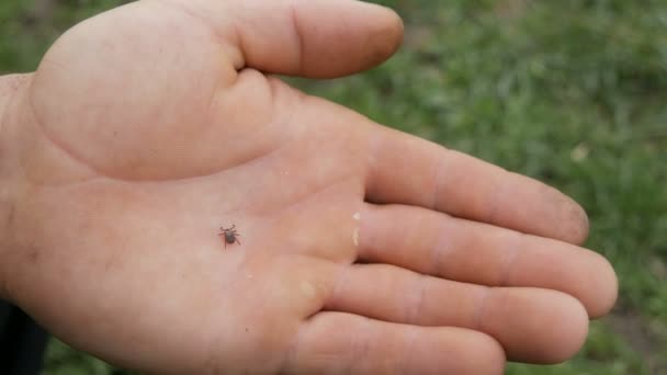 Peligrosa garrapata marrón Ixodida se arrastra en la mano de un agricultor masculino en la naturaleza — Vídeo de stock